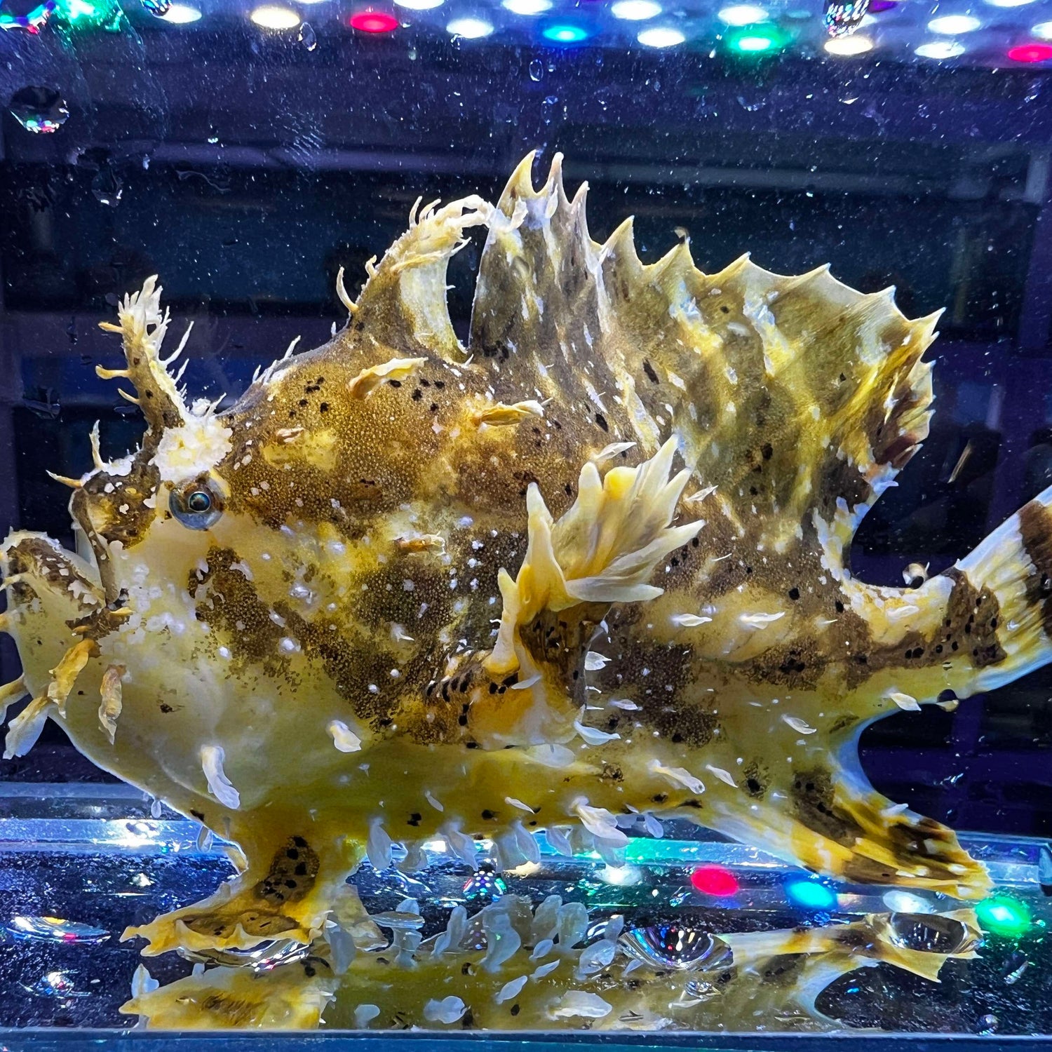 Sargassum Frogfish