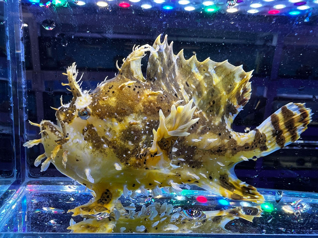 Sargassum Frogfish