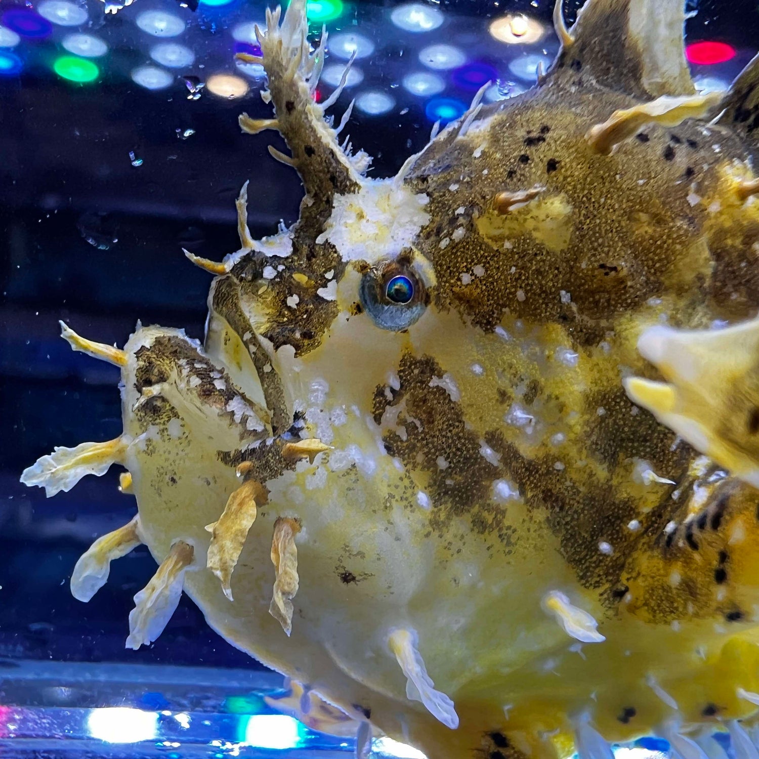 Sargassum Frogfish