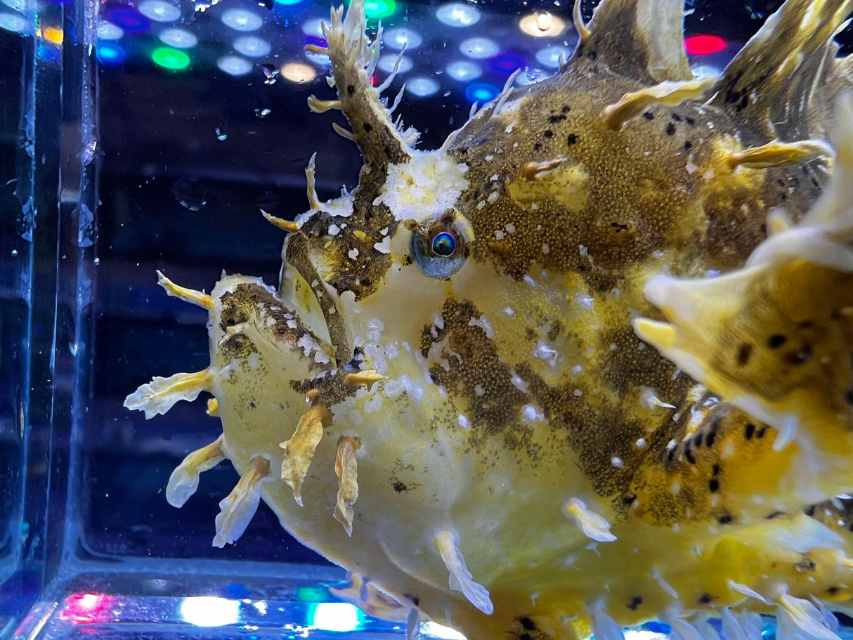 Sargassum Frogfish