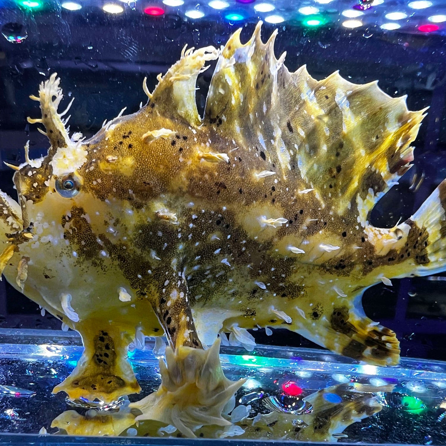 Sargassum Frogfish