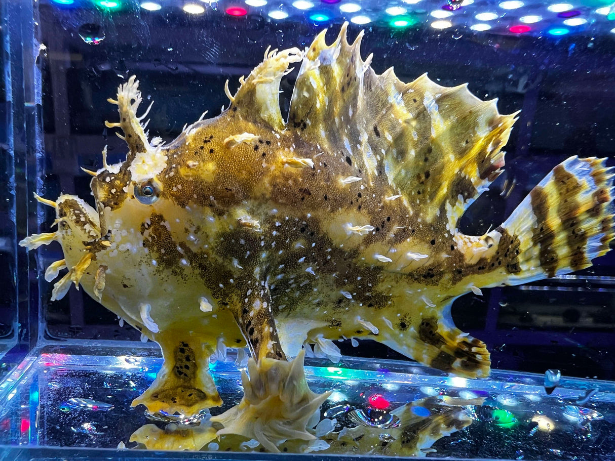 Sargassum Frogfish