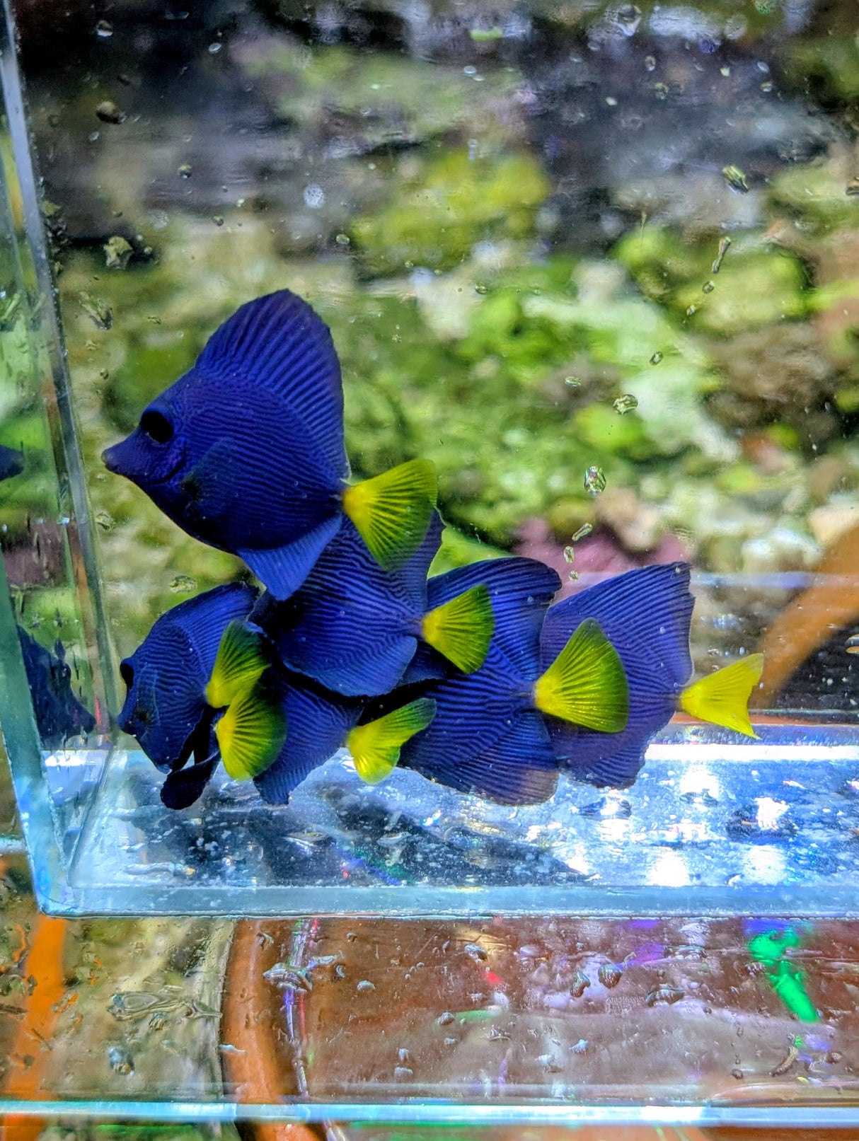 Purple & Yellow Tang combo