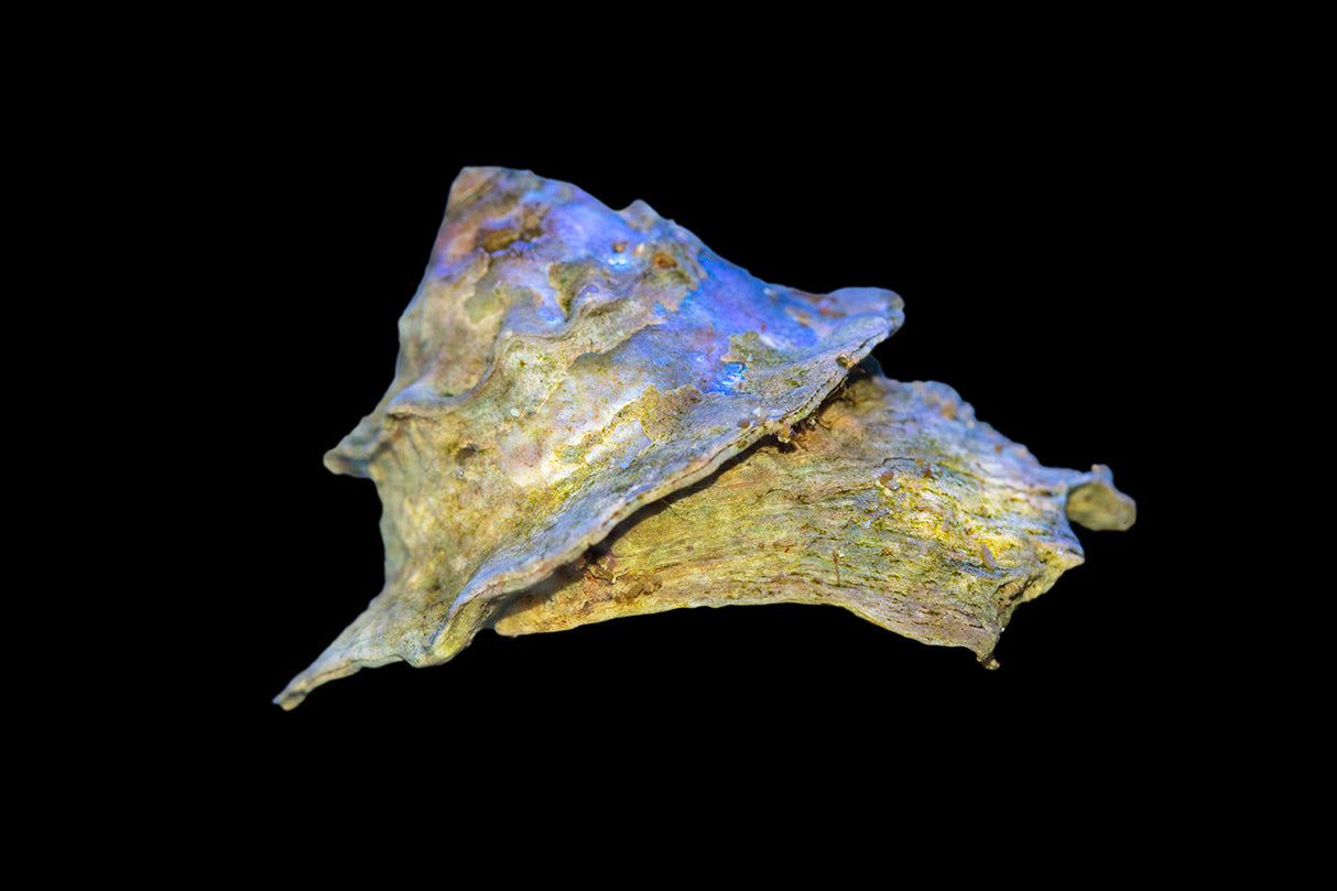 Close‑up of a Frilled Trochus Snail with a spiraled, frilled shell on a dark background.