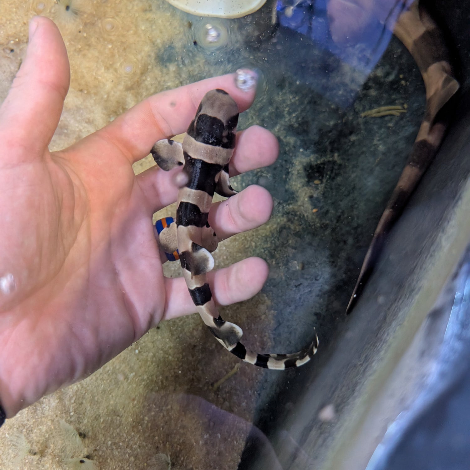 Bamboo Shark-small