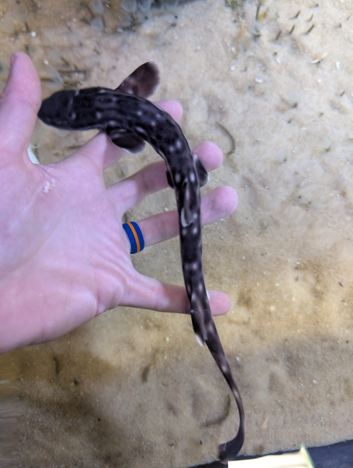 Marbled Coral Cat Shark-SM Atelomycterus marmoratus