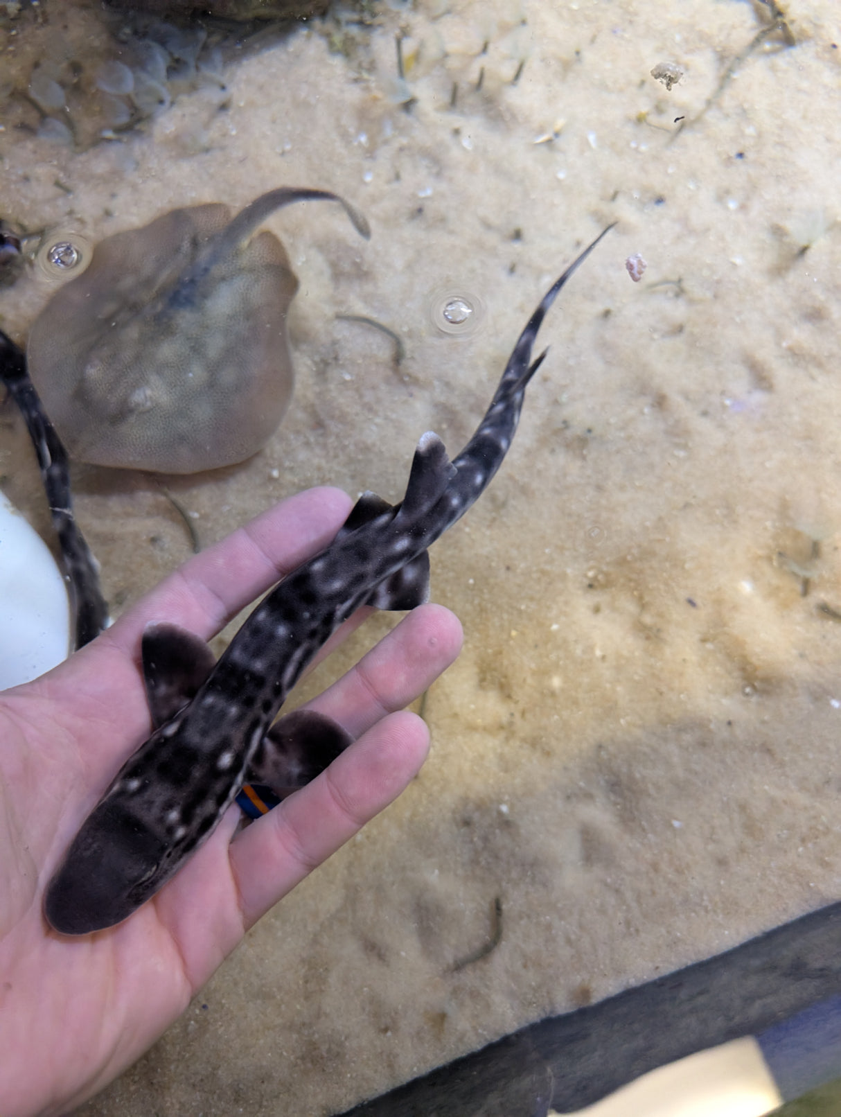 Marbled Coral Cat Shark-SM Atelomycterus marmoratus