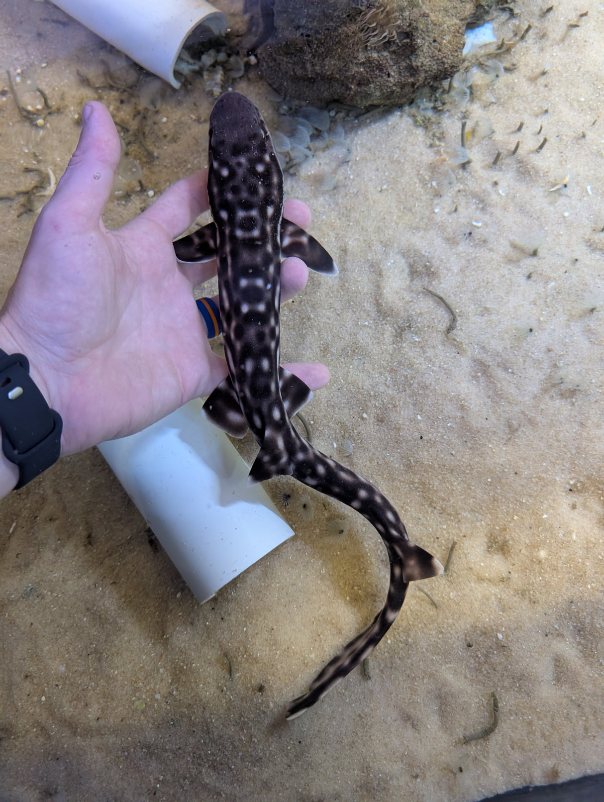 Marbled Coral Cat Shark-LG Atelomycterus marmoratus