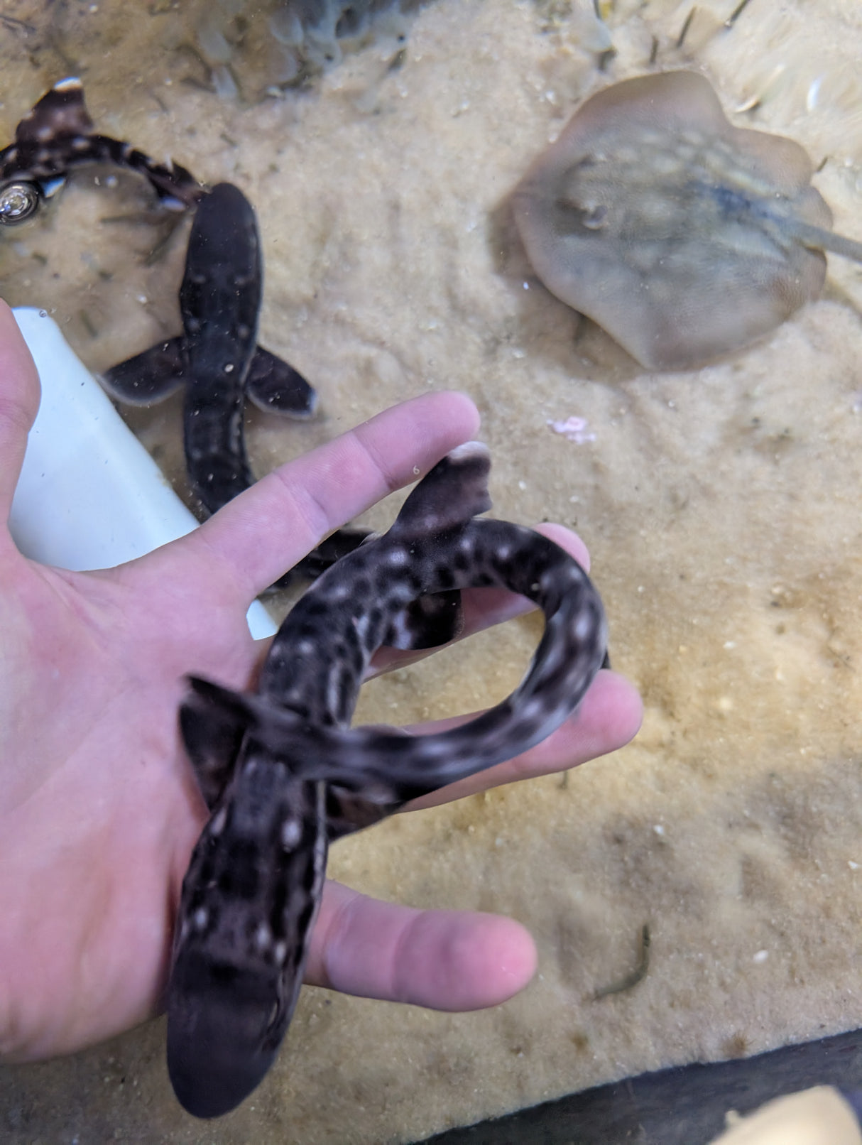 Marbled Coral Cat Shark-SM Atelomycterus marmoratus