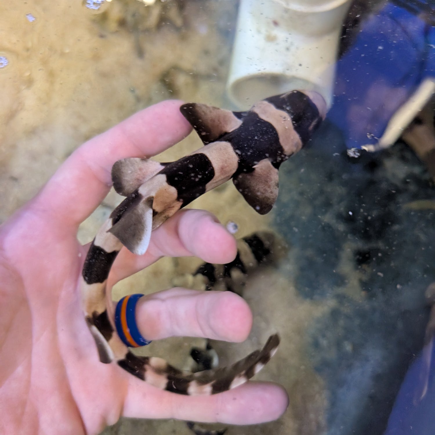 Bamboo Shark-small
