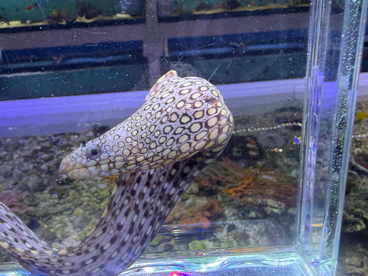 Mexican dragon eel