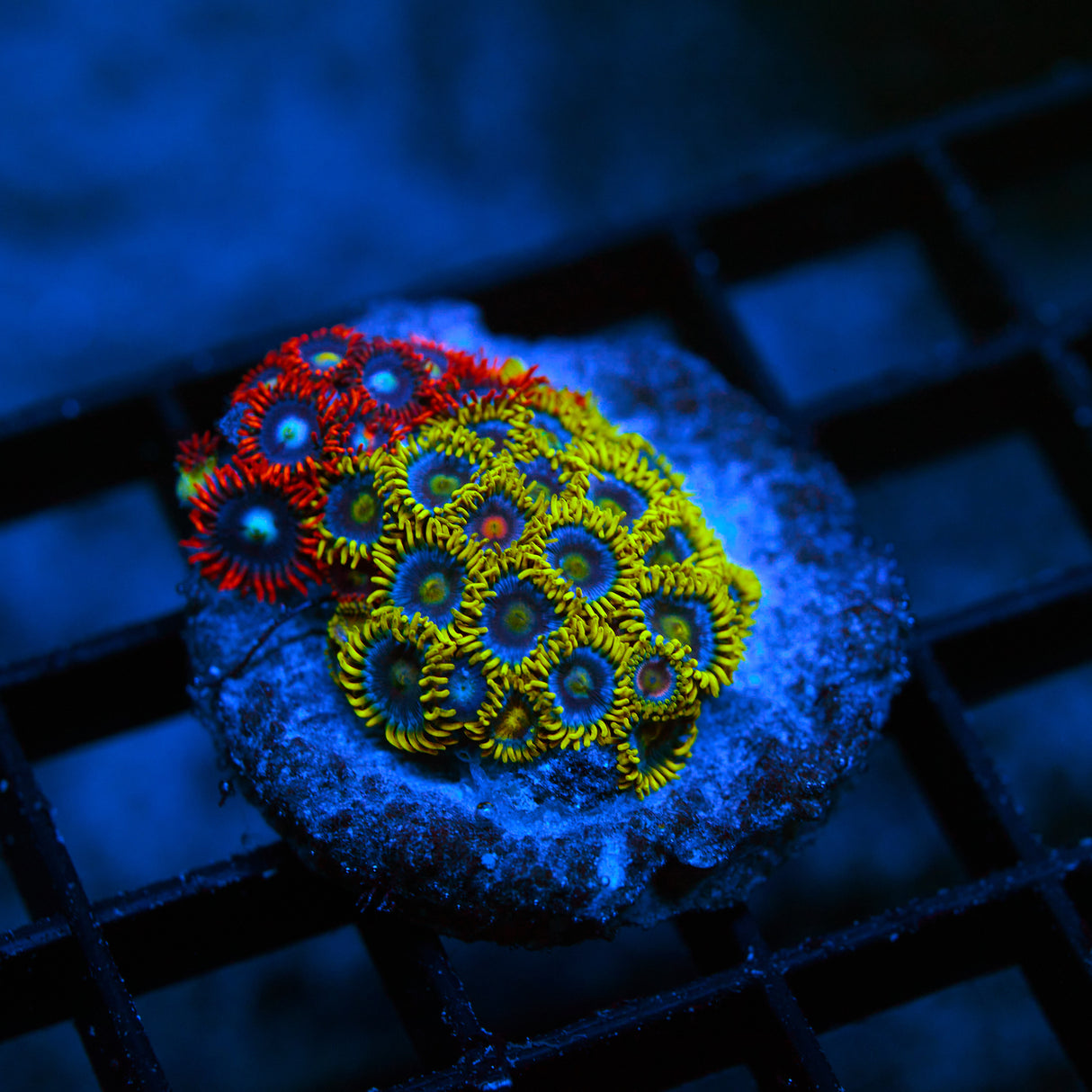 Fire and Gold Zoanthid Colony – WYSIWYG Zoa Frag