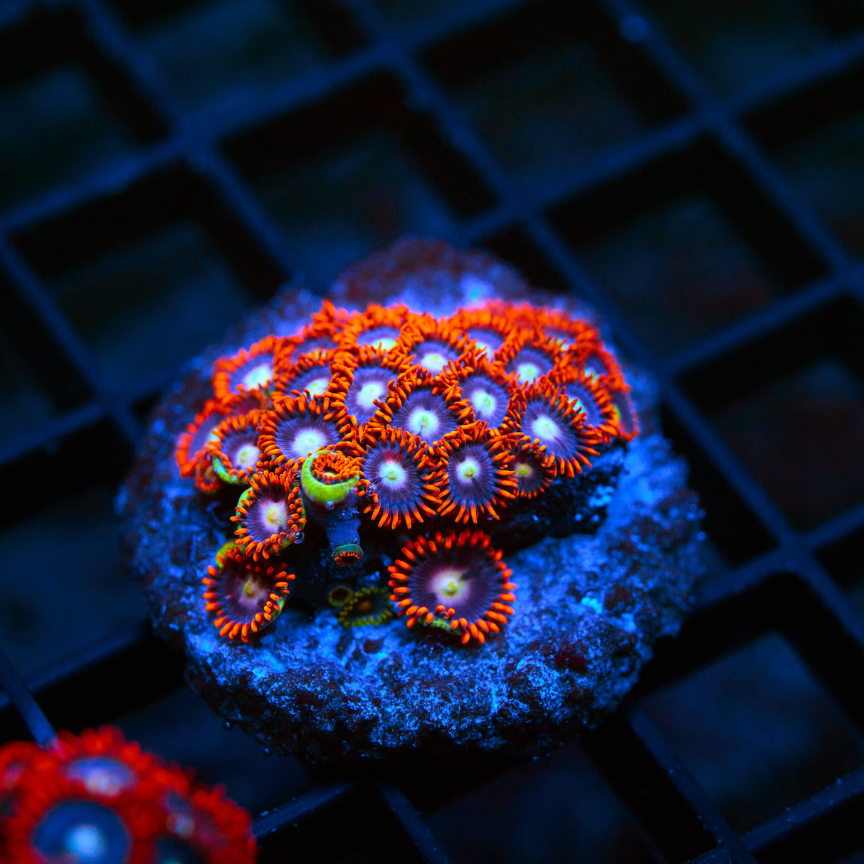 Inferno Zoanthid Colony – WYSIWYG High-Impact Zoa Frag