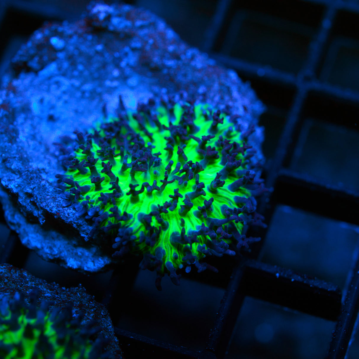 Green Hairy Mushroom