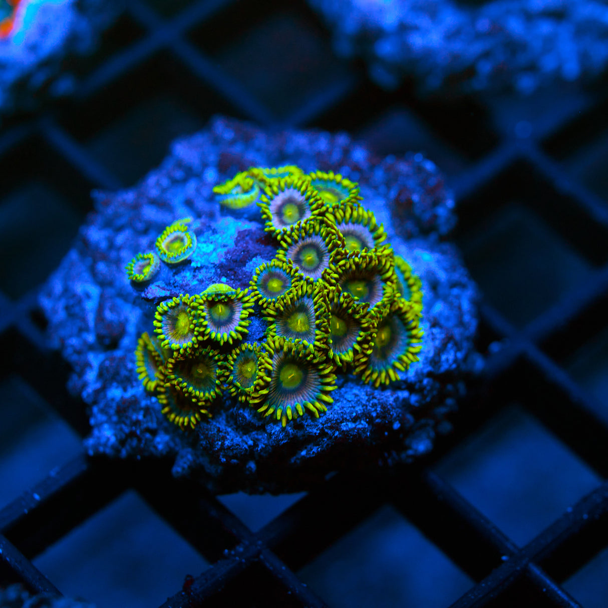 Zoanthid Colony – WYSIWYG Neon Zoa Frag