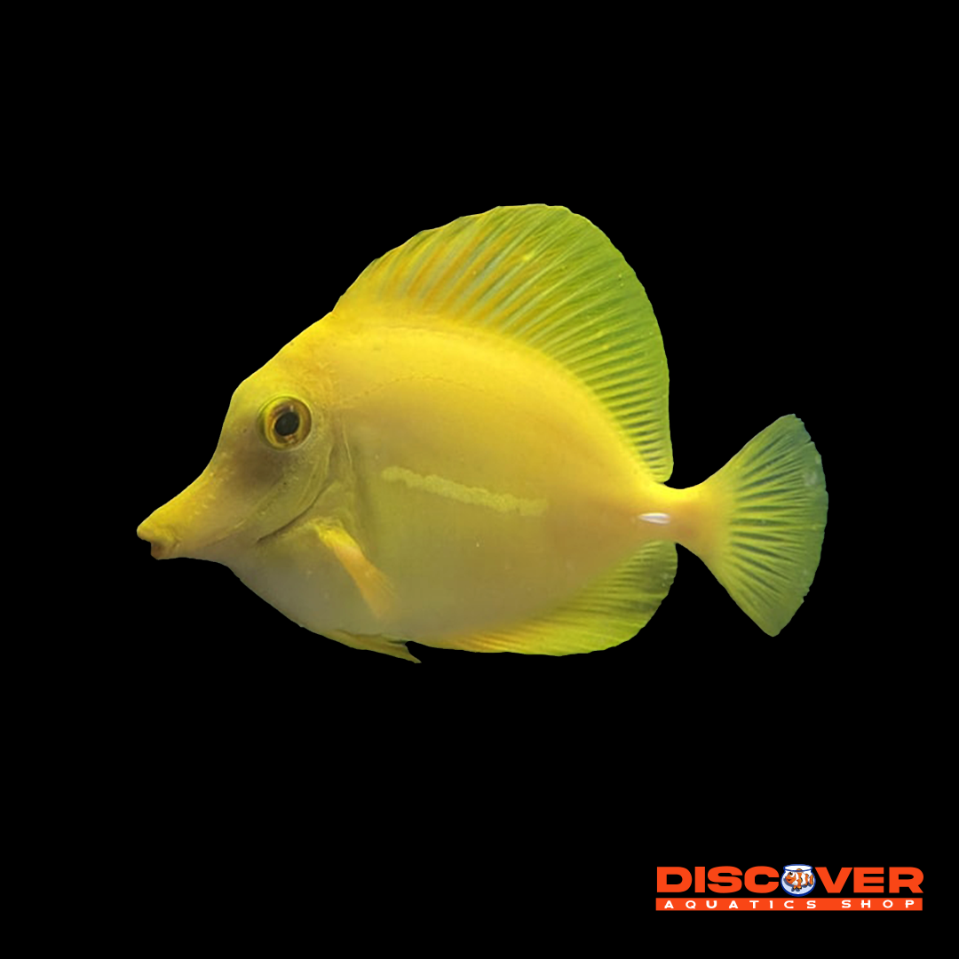 Captive-Bred Yellow Tang Fish