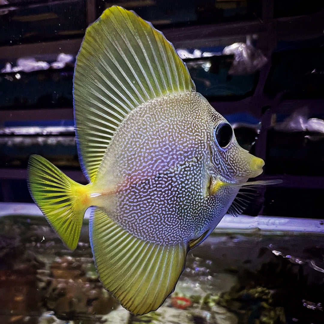 Yurple Tang (Yellow x Purple Tang Hybrid) - "Holy Grail" Fish