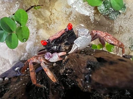 New Vampire Crab Setup at Discover Aquatics