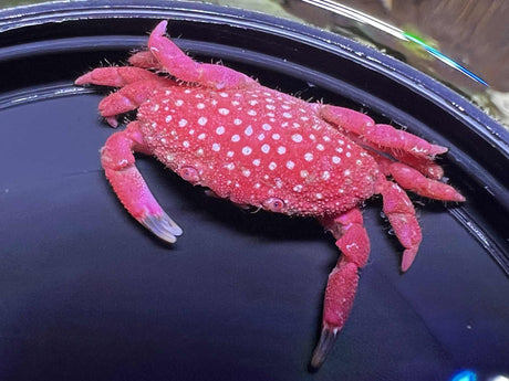 Strawberry Crab