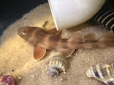 Grey Banded Bamboo Shark
