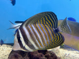 Desjardini Sailfin Tang – Zebrasoma desjardinii