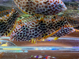 Leopard Wrasse