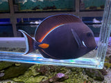 Achilles tang