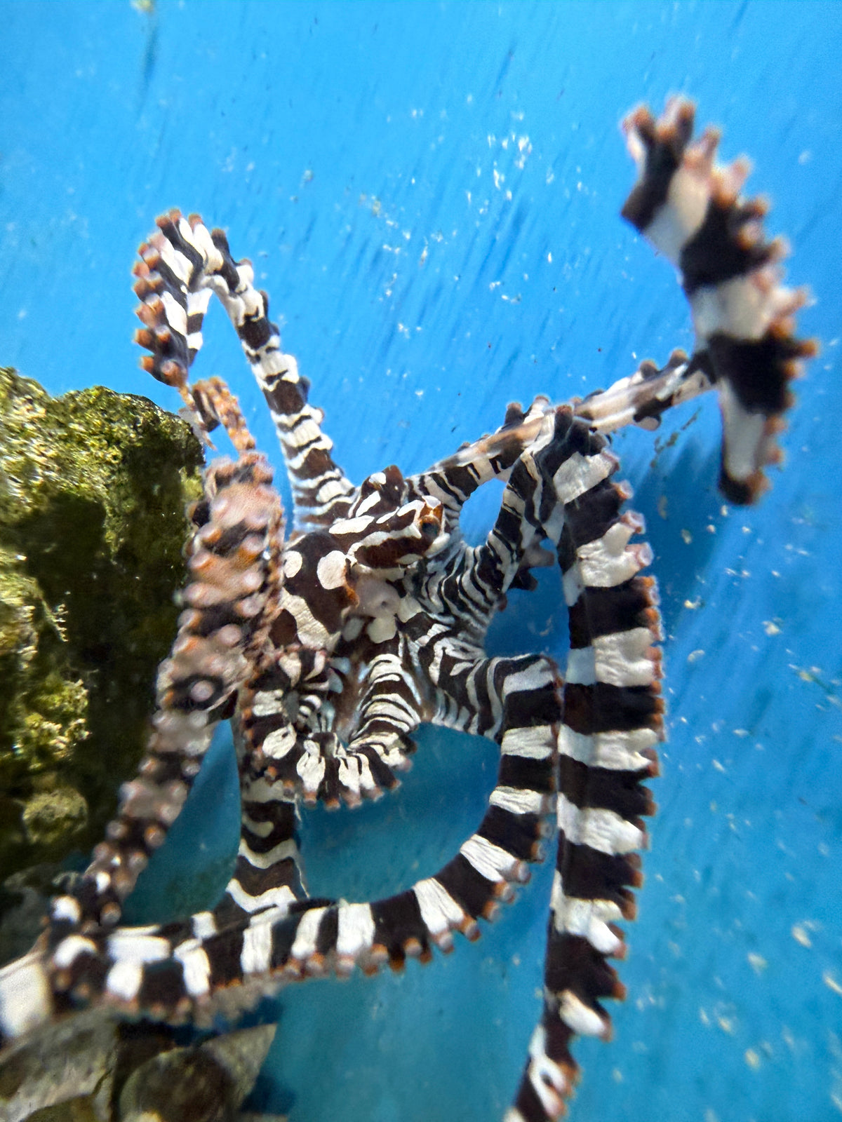 Mimic Octopus