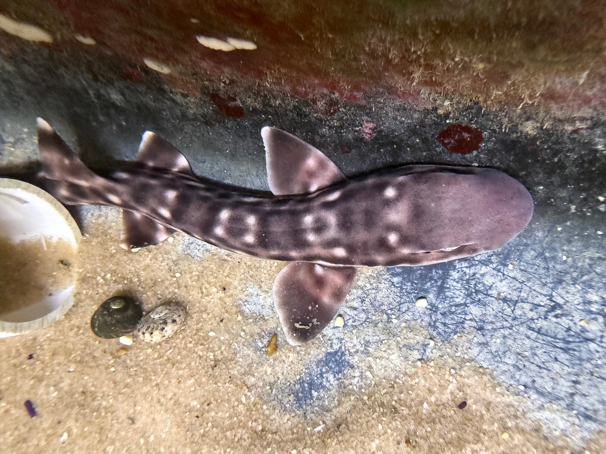 Marbled Coral Cat Shark Atelomycterus marmoratus