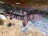 Marbled Coral Cat Shark Atelomycterus marmoratus