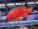 Miniatus Grouper