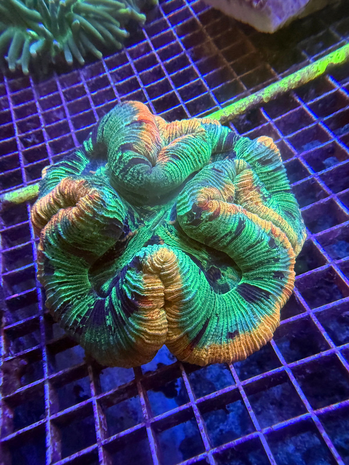 Green and orange Ultra trachy