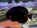 Achilles Tang