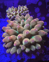 Rainbow Bubble Tip Anemone