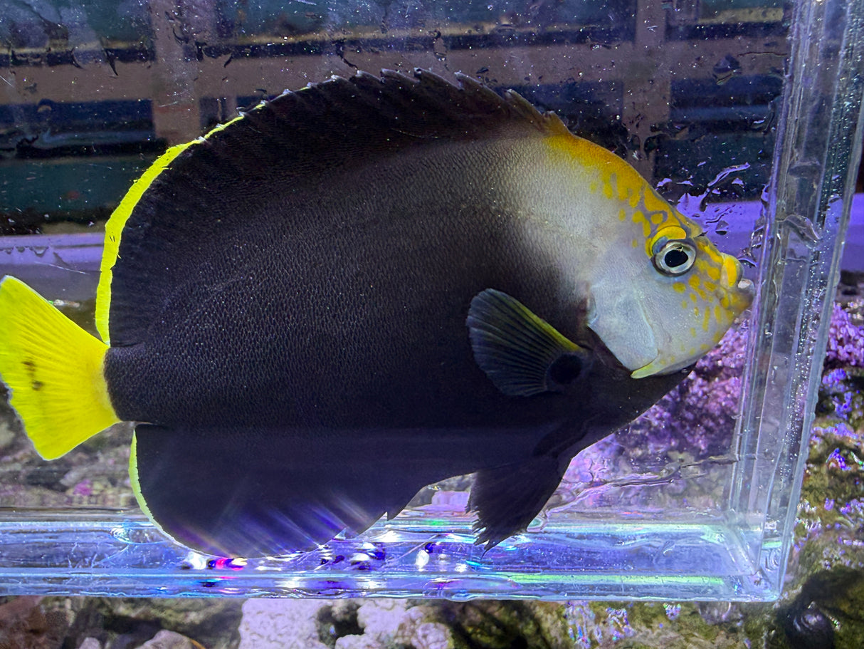 Vanderloos Angelfish (Chaetodontoplus vanderloosi