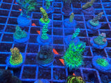 5 Pack of Stoney coral