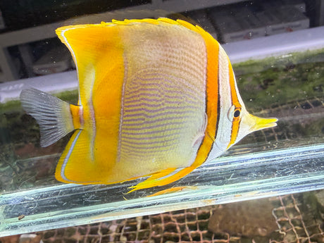 Side profile of a Marginalis Butterflyfish with a pale white body, vertical orange stripes on its face and broad yellow fins in an aquarium.