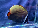 Pakistan Butterflyfish