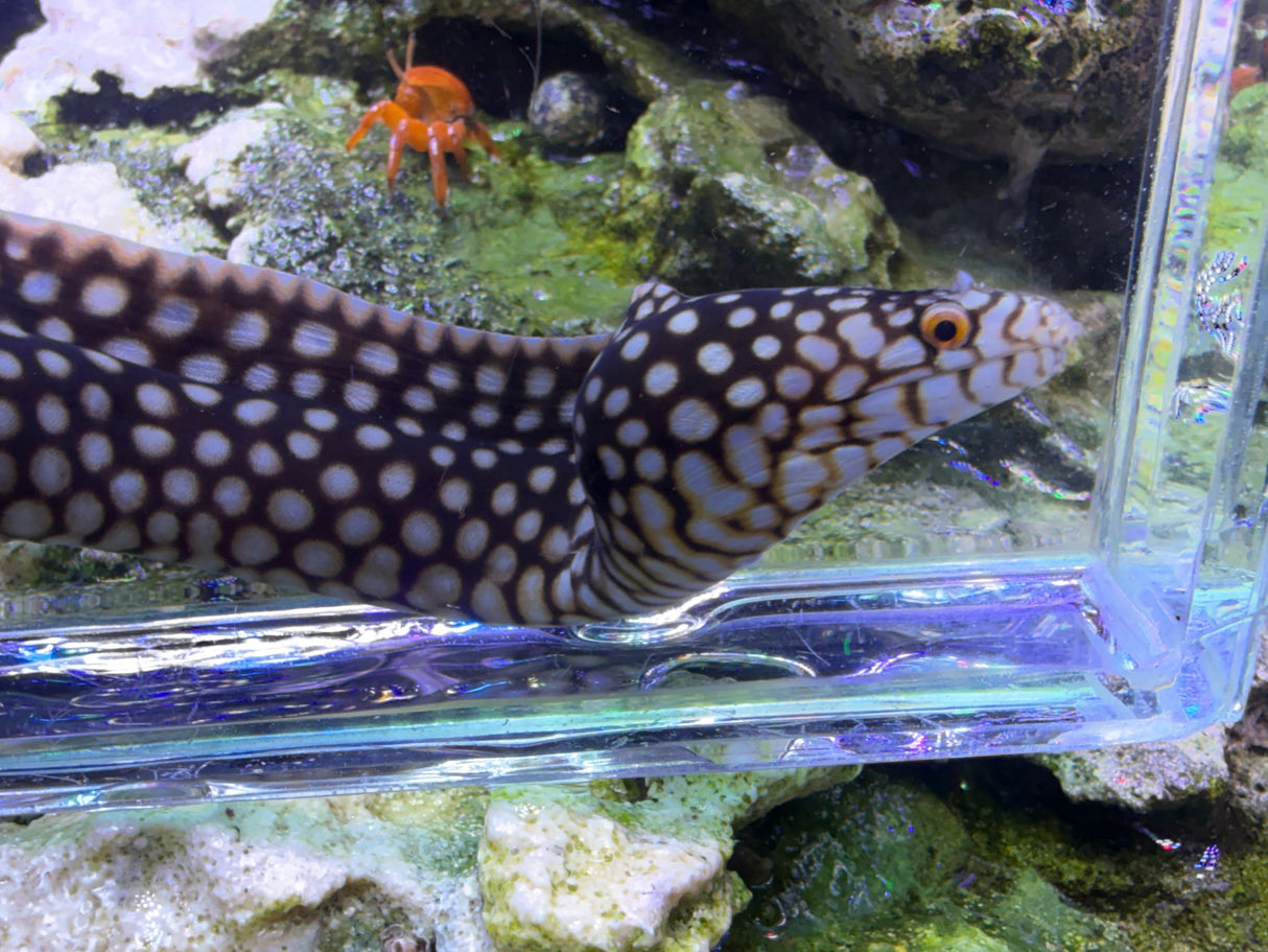 Small African dragon eel 12in