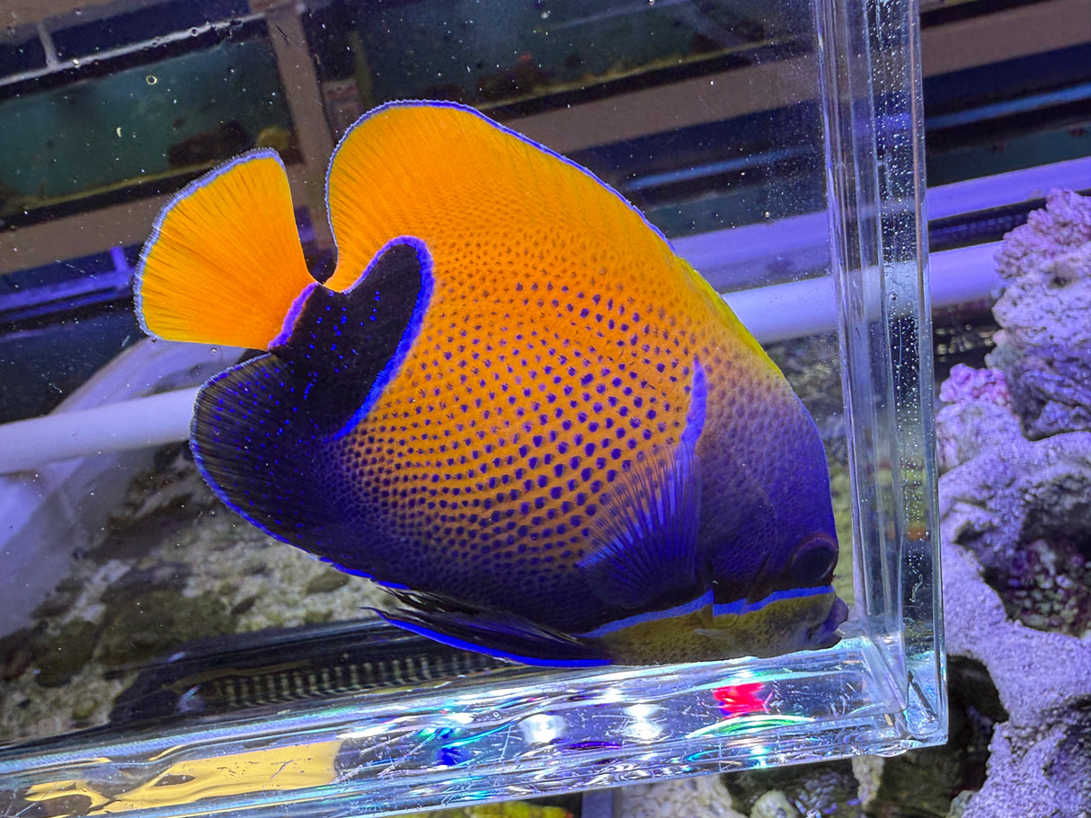 Majestic angelfish