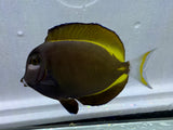 Whitecheek Goldrim Tang – Acanthurus nigricans