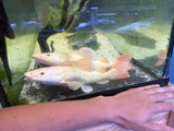 Phantom South American Redtail Catfish