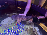 XXLG Female Northern Wobbegong (pick up only)