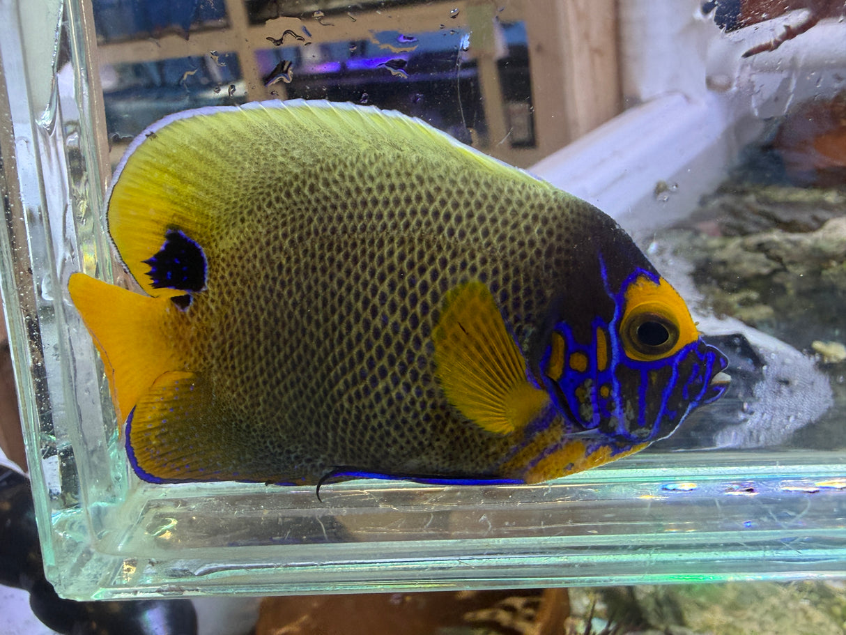 Blueface Angelfish
