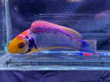 Solar clown fairy wrasse