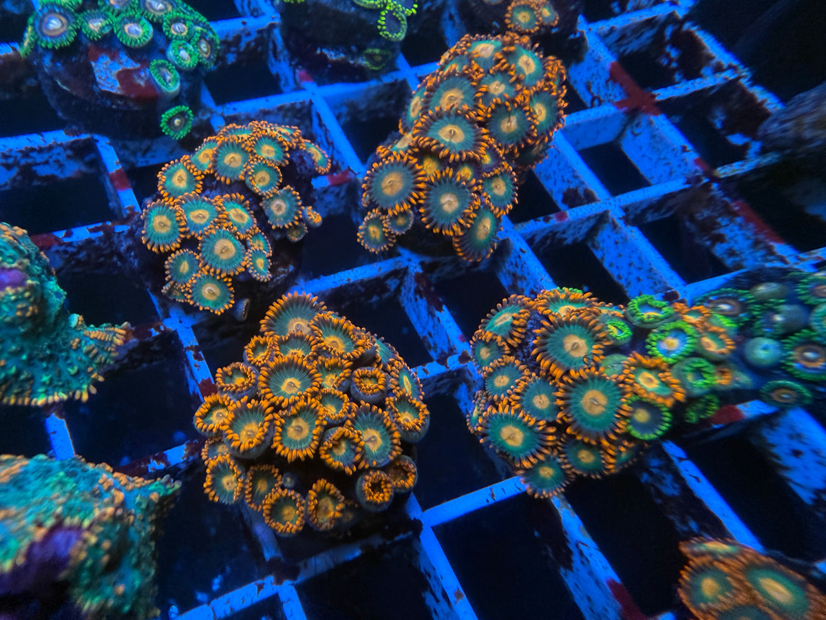 Gatorade Zoanthid