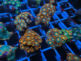 Gatorade Zoanthid