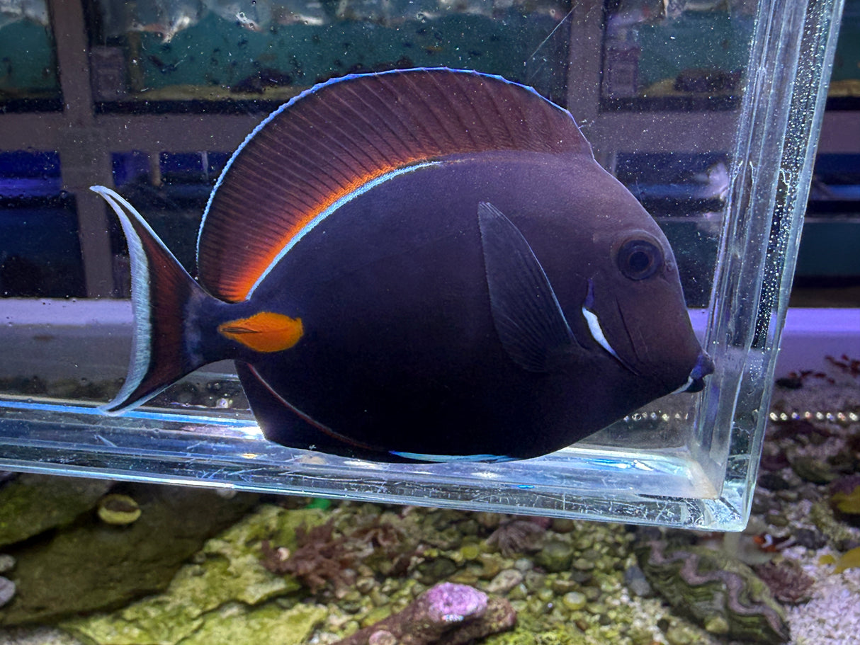 Achilles tang