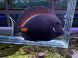 Achilles tang