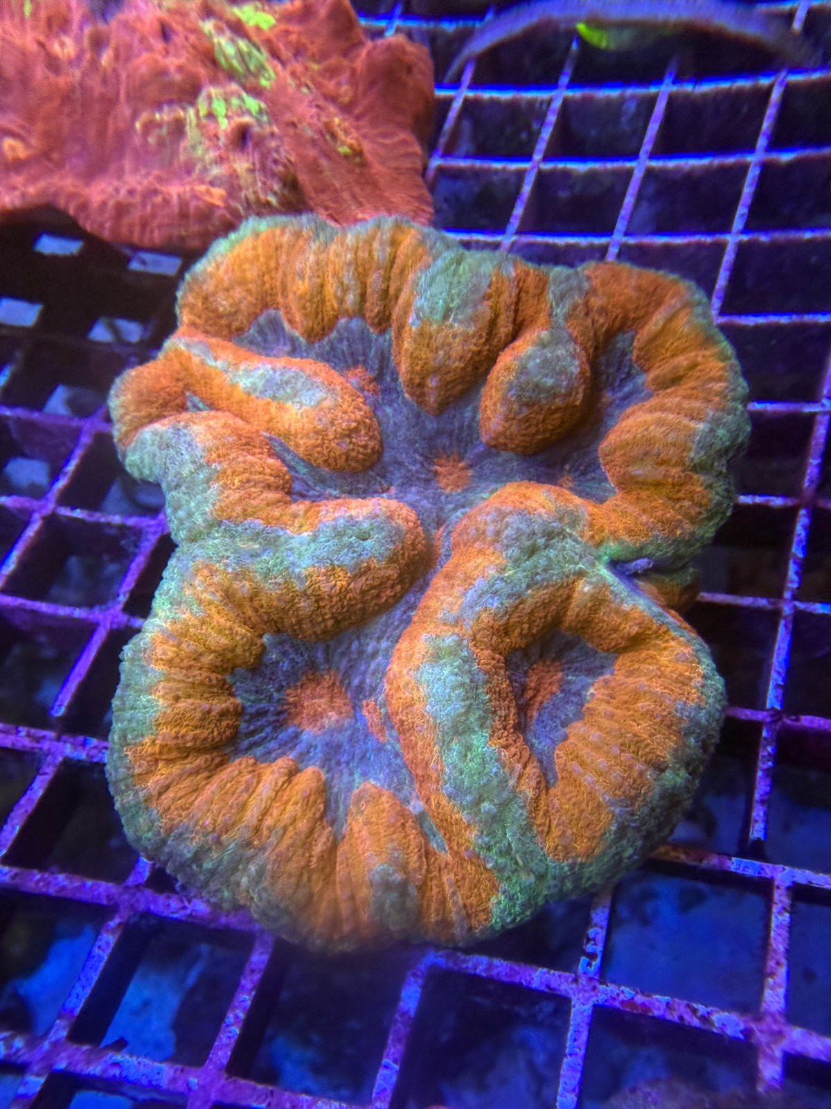 Orange and teal symphyllia